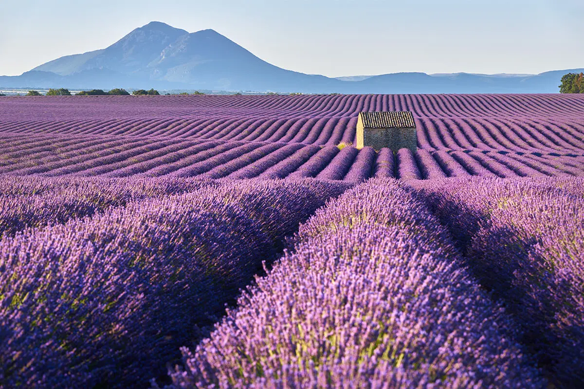 Frais et issu directement des fleurs - Miellerie de Provence