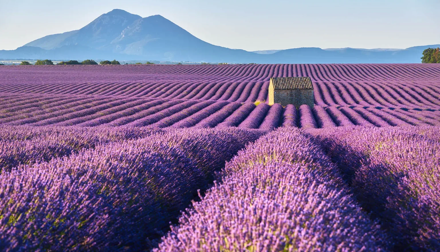 Champ de lavande sur le plateau de Valensole, en Provence