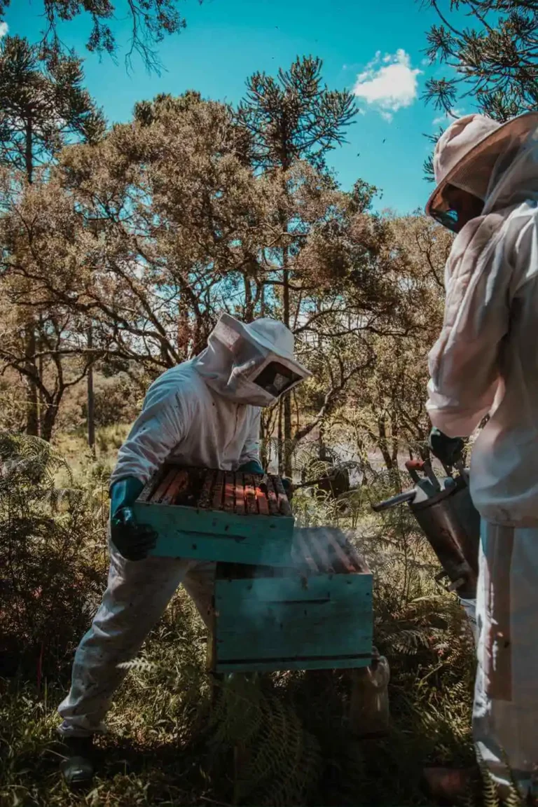 Two beekeepers in protective suits by their hives in a pine forest