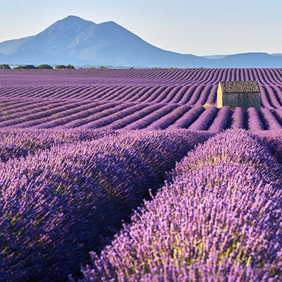 Découvrez notre miel de lavande ! Miellerie de Provence