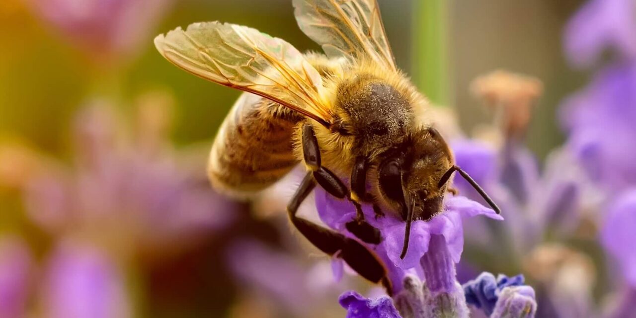 Pourquoi préserver les abeilles est crucial pour l’environnement ?