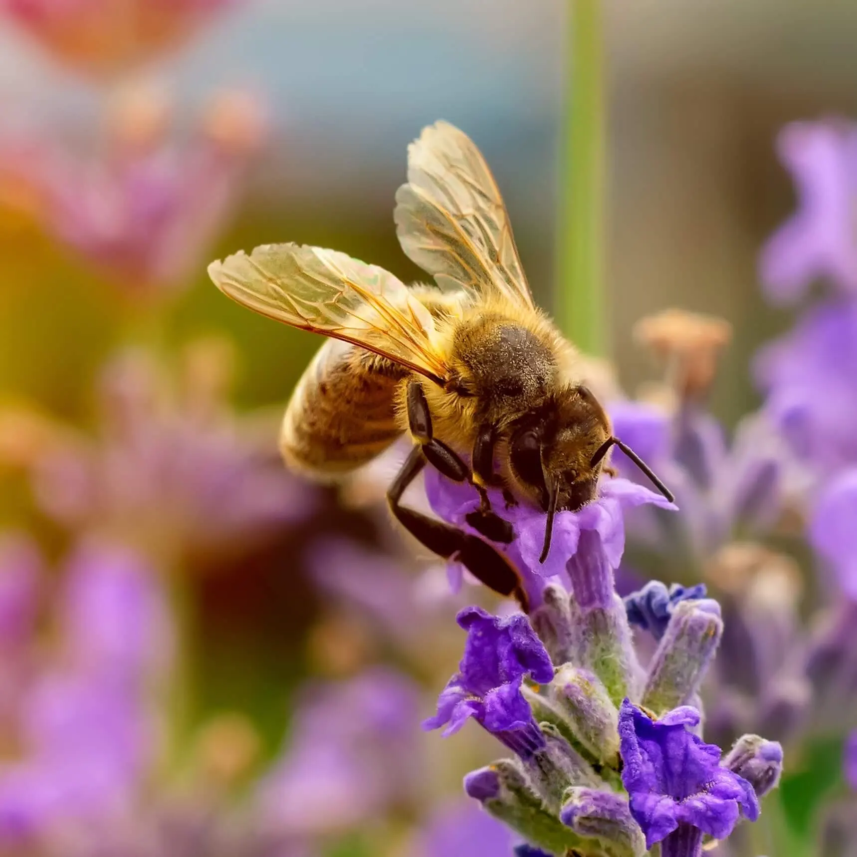 Abeille butinant une fleur de lavande