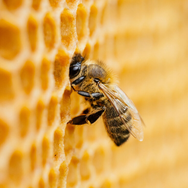 Abeilles au travail sur des rayons de miel