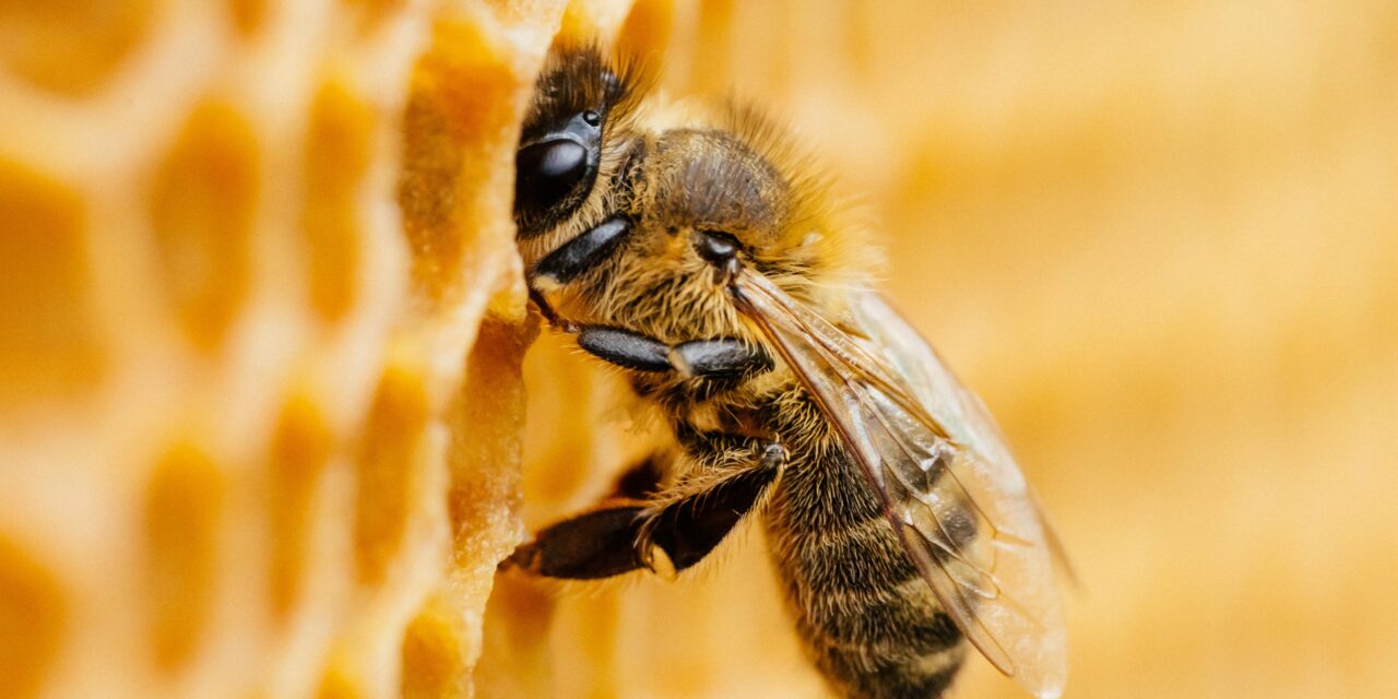 Comment les abeilles font le miel ?