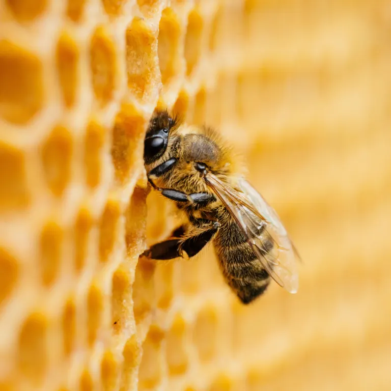 Abeille sur un rayon de miel
