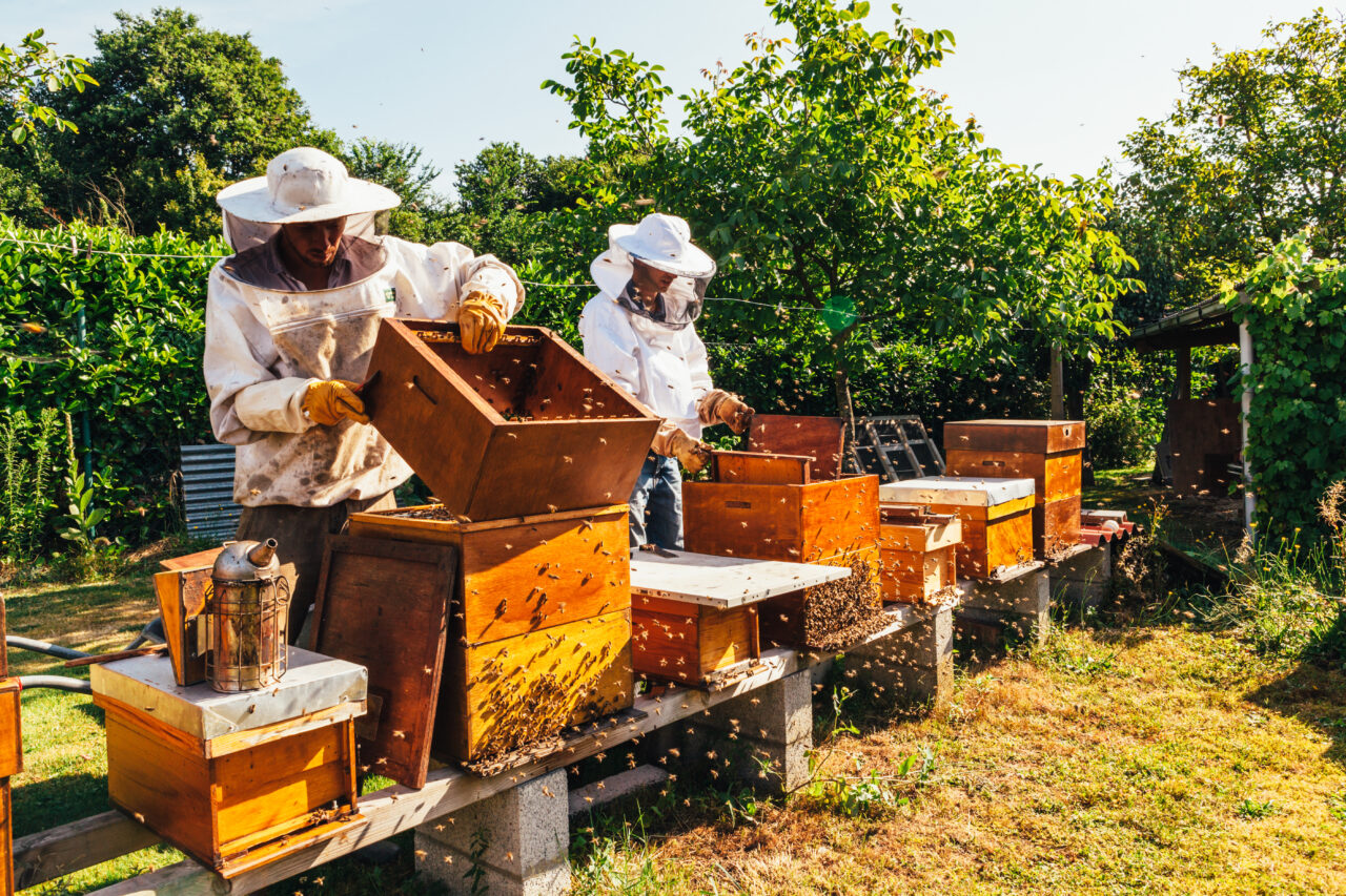 Two beekeepers opening a hive