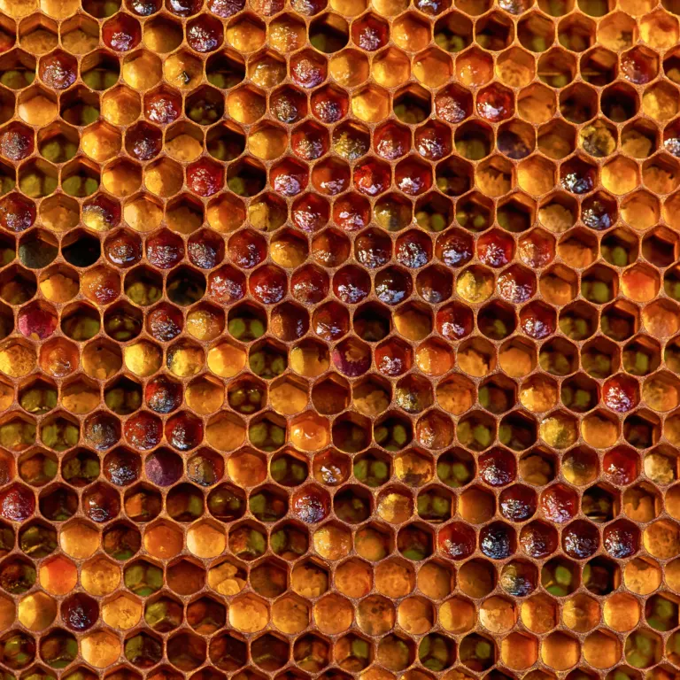Rayon de cire rempli de pollen de différentes couleurs