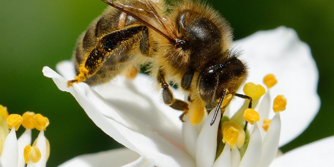 Défis et opportunités pour la survie des abeilles