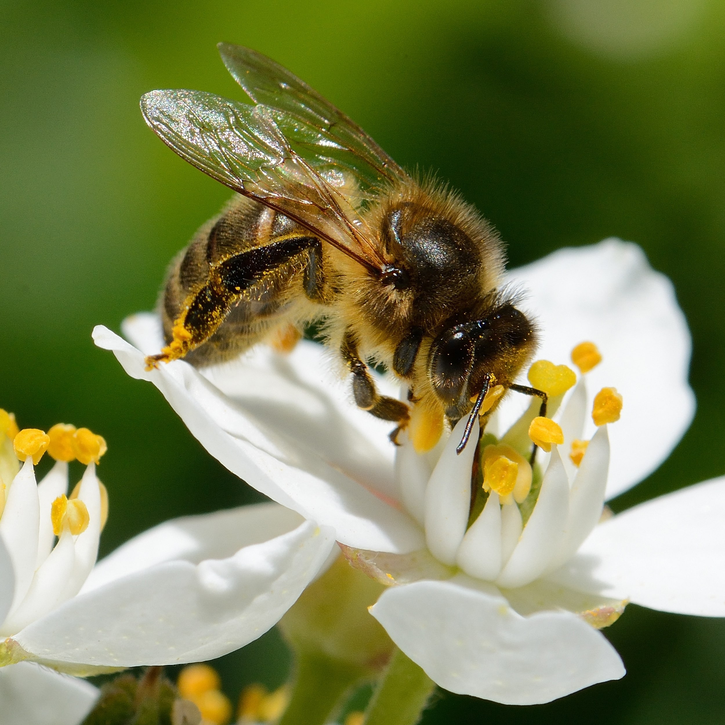 Top - Abeille